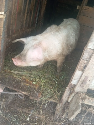 Vând o scrofă de 70kg la 1000 de lei negociabil mai multe detalii in privat 