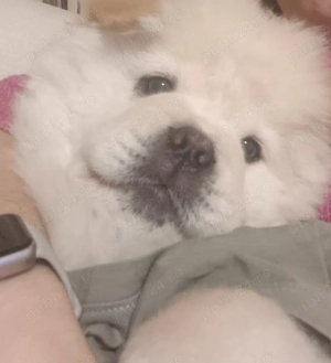 Vând pui de cățel chow chow - imagine 3
