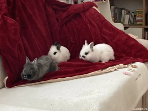 Pui iepurași pitici pufoși - imagine 2