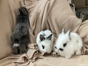 Pui iepurași pitici pufoși - imagine 3