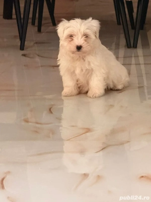 bichon maltez mini toy - imagine 3