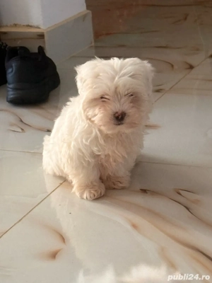 bichon maltez mini toy - imagine 2
