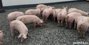 Purcei de la 40 la 70 kg