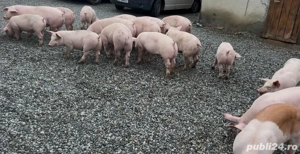 Purcei de la 40 la 70 kg - imagine 3