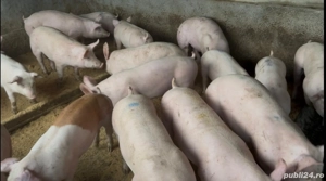 Purcei de la 40 la 70 kg - imagine 4