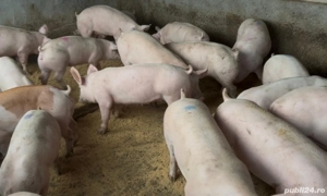 Purcei de la 40 la 70 kg - imagine 5