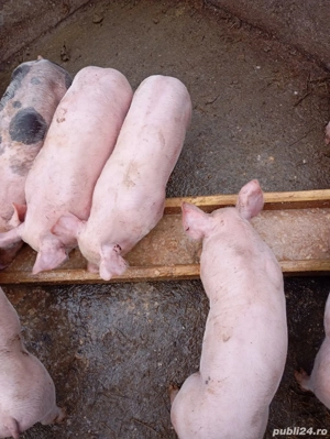 Porci pietrain de vanzare - imagine 2