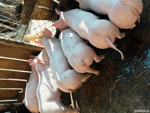 Vand      purcei     . - imagine 2