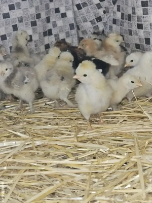 puii încălțați și moțați și conchinchina frezați si nefrezați  - imagine 2