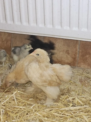 puii încălțați și moțați și conchinchina frezați si nefrezați 