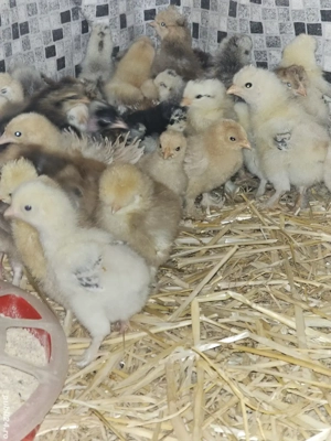 puii încălțați și moțați și conchinchina frezați si nefrezați  - imagine 4