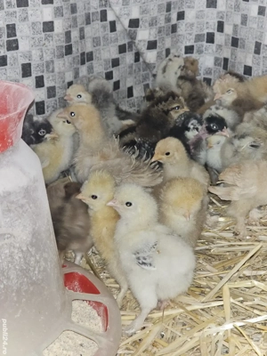 puii încălțați și moțați și conchinchina frezați si nefrezați  - imagine 3