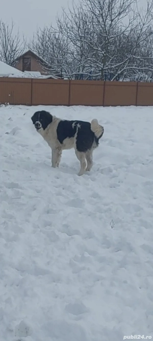 Ciobănesc de bucovina 