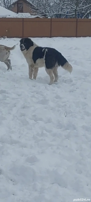 Ciobănesc de bucovina  - imagine 3