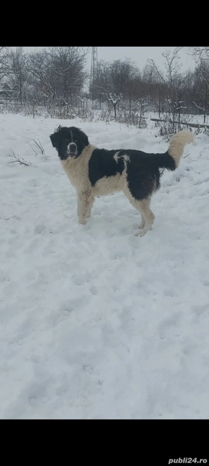 Ciobănesc de bucovina  - imagine 2