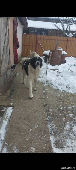 Ciobănesc de bucovina  - imagine 4