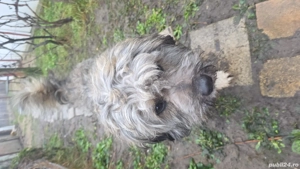 Gratuit caine - imagine 3