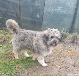 Gratuit caine - imagine 2