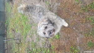 Gratuit caine - imagine 4