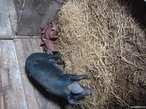 scrofiță cu 7 purcei  - imagine 2