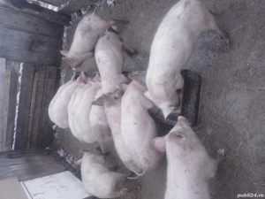 de vanzare grasuni  - imagine 4