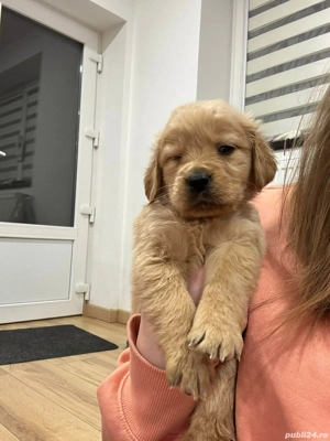 Pui Golden Retriever - imagine 2