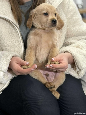 Pui Golden Retriever - imagine 3