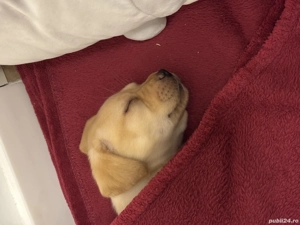 Labrador Retriever pentru adoptie - imagine 2