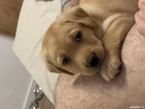 Labrador Retriever pentru adoptie - imagine 3