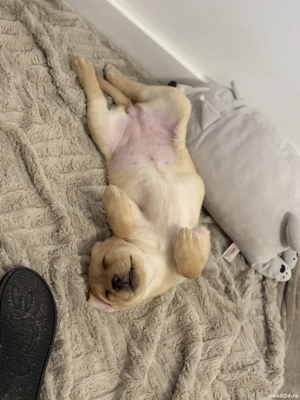 Labrador Retriever pentru adoptie - imagine 5