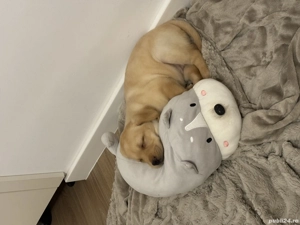 Labrador Retriever pentru adoptie - imagine 4