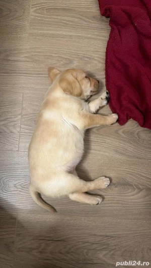 Labrador Retriever pentru adoptie