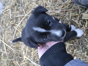 Donez 1 mascul  mix de Border Collie 