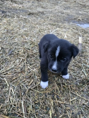 Donez 1 mascul  mix de Border Collie  - imagine 5