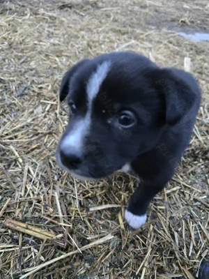 Donez 1 mascul  mix de Border Collie  - imagine 2