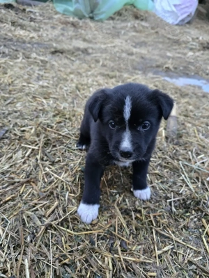 Donez 1 mascul  mix de Border Collie  - imagine 3