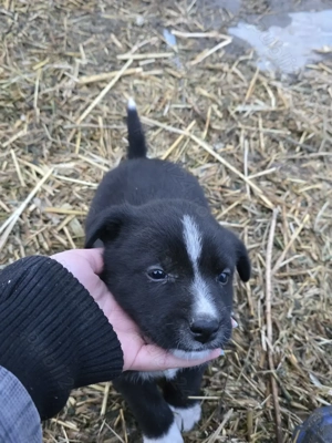 Donez 1 mascul  mix de Border Collie  - imagine 4