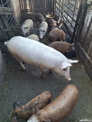 Purcei de vanzare varsta 3 luni - imagine 4