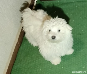 Bichon fetiță alb 3 luni jum  - imagine 5