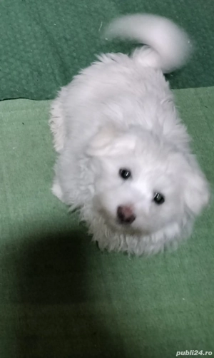 Bichon fetiță alb 3 luni jum  - imagine 4