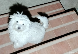 Bichon fetiță alb 3 luni jum 