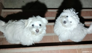 Bichon fetiță alb 3 luni jum  - imagine 2