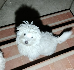 Bichon fetiță alb 3 luni jum  - imagine 3