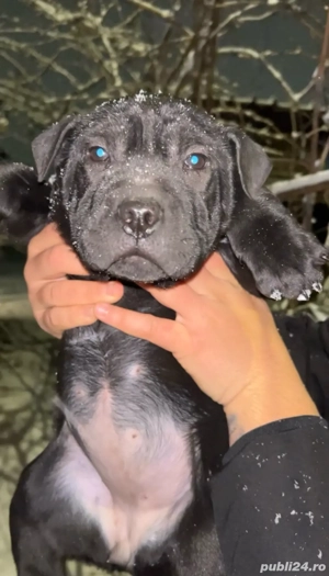 fetiță shar pei disponibilă