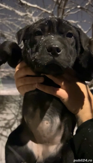 fetiță shar pei disponibilă - imagine 2