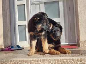 Pui Ciobanesc German 2 luni-Parinti cu pedigree - imagine 2