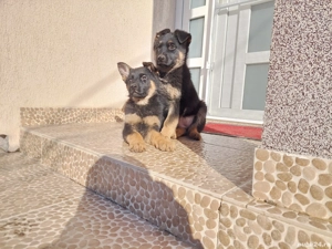 Pui Ciobanesc German 2 luni-Parinti cu pedigree - imagine 3