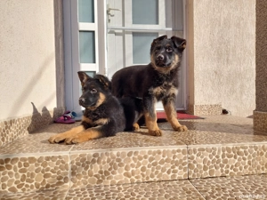 Pui Ciobanesc German 2 luni-Parinti cu pedigree - imagine 4
