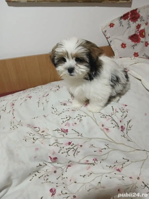 bichon havanez alb cu maro