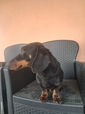 Câine Teckel - imagine 2